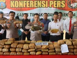 Sat Res Narkoba Berhasil Amankan Pelaku Penyalahgunaan Narkotika Jenis Ganja 173 kg