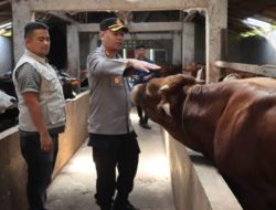 Kapolres Dairi Sidak Perternakan Hewan Sapi Antisipasi Virus PMK