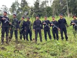 Polda Sumut Memusnahkan Ladang Ganja Seluas Sekitar 150 Hektar Tersebar di 18 titik&nbsp; Desa Laru Lombang, Kecamatan Tambangan, Kabupaten Mandailing Natal (Madina).