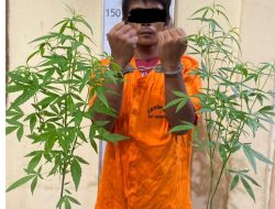 Sat Narkoba Polres Langkat Tangkap Pria ini yang coba coba menanam Ganja dirumahnya