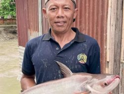 Warga Binaan Rutan Kelas l Medan Panen Ikan Air Tawar