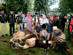 Pj. Gubernur Sumut Menyembelih Sapi Limosin 1Ton, “Insya Allah, Berkah”