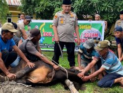 Polres Langkat potong hewan Kurban 9 ekor lembu dan 8 ekor kambing