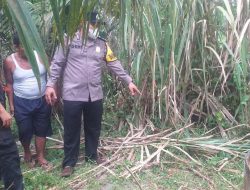 Pria Ditemukan Meninggal di Ladang Sawit Sergai: Tersambar Petir