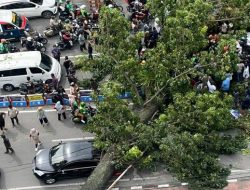 1 Pohon Besar Tumbang Menimpa 3 Mobil,Becak, Motor Dan Becak
