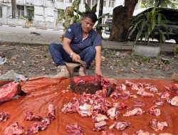 LSM Team Kenziro News Kompas Nusantara Gelar Kurban 1 Sapi