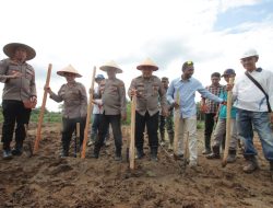 Wakapolres Sergai Kompol Mukmin Bersama PJU Melaksanakan Giat Penanaman Jagung 2 Hektar luasnya 