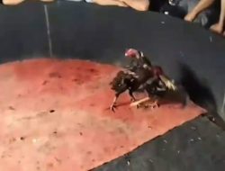 Judi Dadu & Sabung Ayam milik “Cabak” yang berada di Kelurahan Limau Sundai, Kec. Binjai Barat, Kota Binjai Kebal Hukum