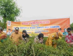 DPW A–PPI Sumut menyoroti Harga cabai anjlok menyentuh Rp.8.000 ribu . Ratusan petani Deli Serdang Rugi besar .