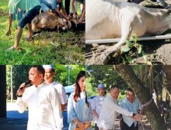 Hari Raya Idul Adha 1447 H, Polres Binjai Sembelih 7 Ekor Sapi dan 3 Ekor Kambing