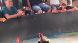 Arena Sabung Ayam di Ladang Bambu Gg Sejati Kembali Beroperasi, Warga Minta Penindakan Tegas