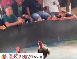 Arena Sabung Ayam di Ladang Bambu Gg Sejati Kembali Beroperasi, Warga Minta Penindakan Tegas