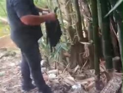 Modus Baru Jadikan, Pohon Bambu Gudang Ganja Diungkap Polisi