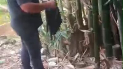 Modus Baru Jadikan, Pohon Bambu Gudang Ganja Diungkap Polisi