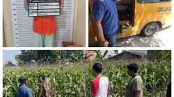 Polsek Medan Tuntungan Amankan Terduga Pencurian Jagung, 8 Karung Barang Bukti Disita