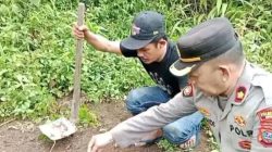 Polsek Pancur Batu Temukan Ratusan Batang Ganja Tak Bertuan : “Daunya Dikeringkan Dalam Gubuk”