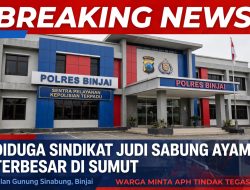 Kebal Hukum di Dekat Markas Polisi! Warga Keluhkan Sindikat Judi Sabung Ayam Arema di Gunung Sinabung Binjai, Taruhan Hingga Miliaran